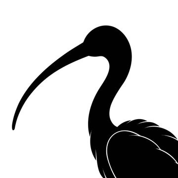 Black ibis silhouette profile, minimalist wading bird with long curved beak, elegant wildlife vector illustration for logo or nature design