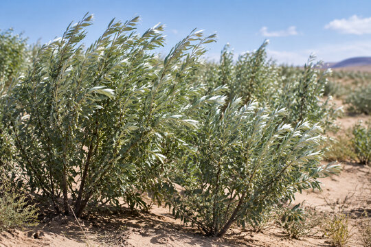 Oleaster shrubs with silvery leaves growing in sandy, arid soil.