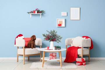 Obraz premium Christmas home interior, cute poodle dog sitting on armchair with holiday gifts and festive decorations in a cozy living room with blue wall background
