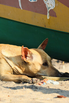Indian Pariah Dog Resting on Warm Sand Near Fishing Equipment - A golden-brown street dog takes a nap on the sandy ground, seeking shelter from the heat near a colorful fishing boat.