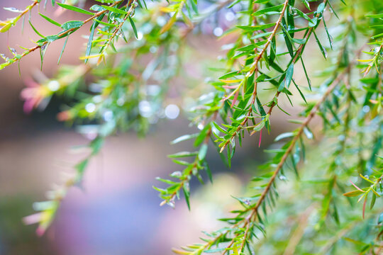 Fresh green slender leaves and branches covered with sparkling raindrops, photographed in close-up against a soft colorful bokeh background, creating a calm natural scene with generous copy space.
