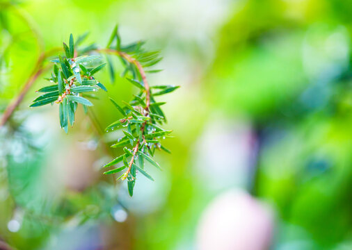 Close-up of green coniferous branches covered in fresh morning dew or raindrops. Vibrant green foliage with soft bokeh background. Natural morning light creates a peaceful forest atmosphere.