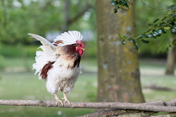 A rooster with white and brown feathers flaps its wings while balancing on a wooden fence outdoors on a farm. © erwin