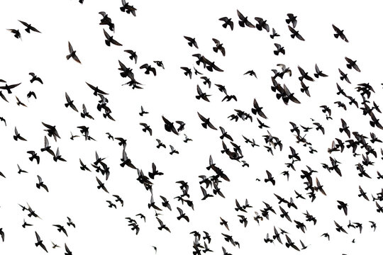 Black birds soar against a stark white background