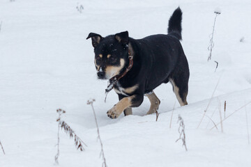 Obraz premium Black and tan dog runs through snowy field