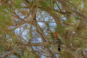 Hoopoe bird sitting on a tree branch © AlexTow
