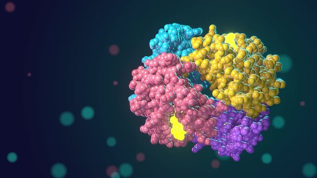 Hemoglobin protein seamless loop space filling model blood oxygen molecule subunits heme groups yellow blue pink purple atoms rotate in dark space for medical education and biotech promos