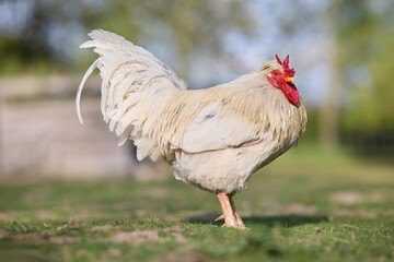 A proud white rooster standing confidently on a green grassy lawn in a sunny farmyard setting, showcasing its bright red comb, sharp beak, and fluffy white feathers. © erwin