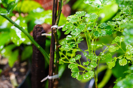 Close-up of vibrant green Ming Aralia leaves with water droplets in a garden. The lush foliage shows intricate details and fresh growth. Natural light illuminates the ornamental plant outdoors.