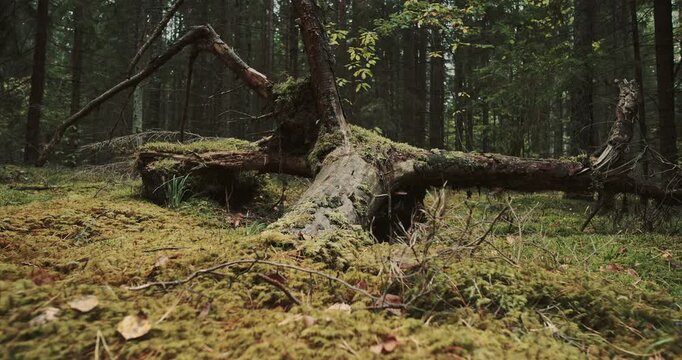 Fallen Spruce Tree Covered with Moss Lying in Wild Coniferous Forest