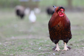 Front view of a brown and red rooster standing proudly on a grassy farm field, looking directly forward with a shallow depth of field. © erwin