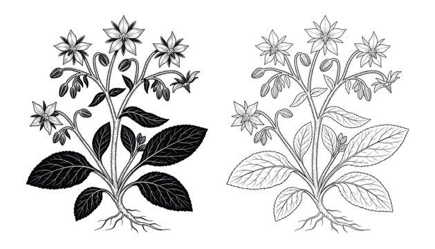 Borage plant vector illustration featuring detailed line art and shaded foliage.