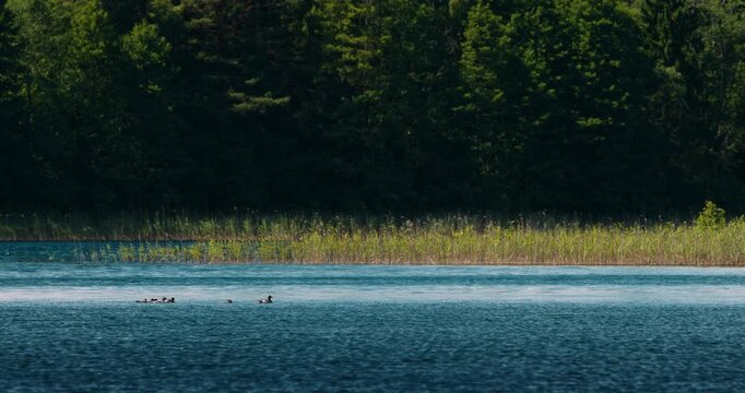 Common Merganser Ducks Swimming on Blue Lake Near Reeds. Rippling Lake Water and Reed Fringed Forest Shoreline