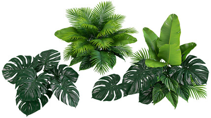 Isolated collection of various vibrant tropical green plants, including palms and monstera © Cian