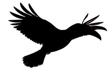 Fototapeta premium x-default Toco Toucan Bird Silhouette in Flight Isolated on White