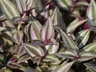 Tradescantia zebrina a trailing plant with striking colors. © saksuvan