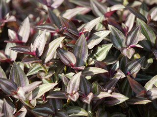 Tradescantia zebrina a trailing plant with striking colors. © saksuvan