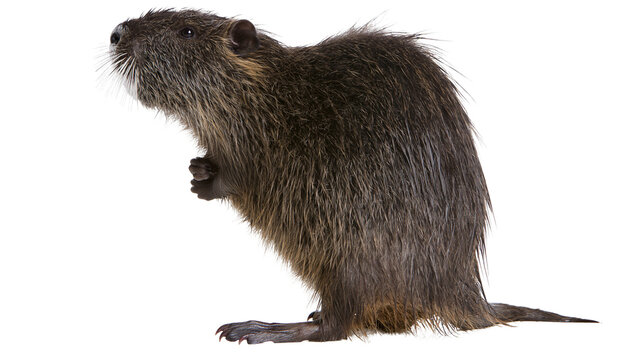 Isolated nutria or coypu, a large semi-aquatic rodent, standing in detailed profile view.