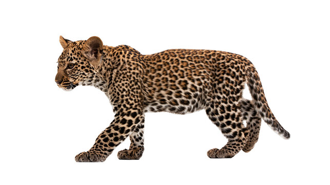 Isolated leopard cub walking from side view, full body shot of a wild feline predator.