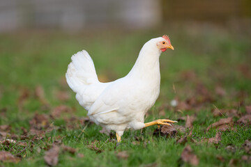 A white chicken taking a step on green grass with scattered brown autumn leaves in a rural farm yard setting. © erwin