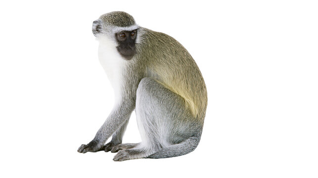 Isolated vervet monkey sitting and looking curious, full body portrait of a wild animal