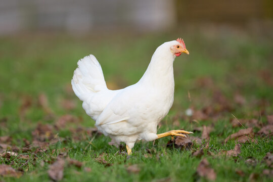 A white chicken taking a step on green grass with scattered brown autumn leaves in a rural farm yard setting.