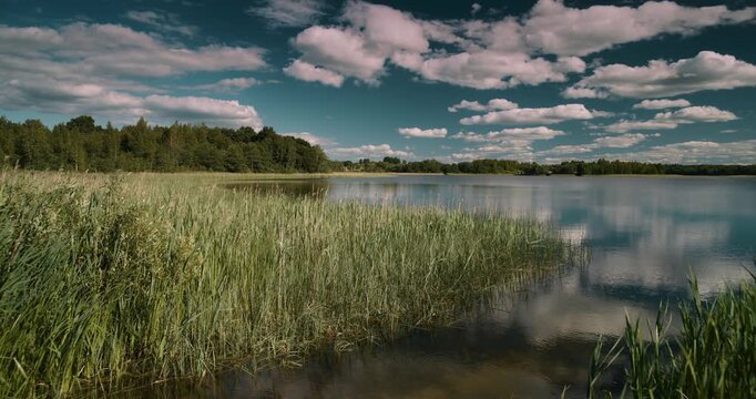 Reed Covered Lake Shore Under Dramatic Blue Sky with White Clouds