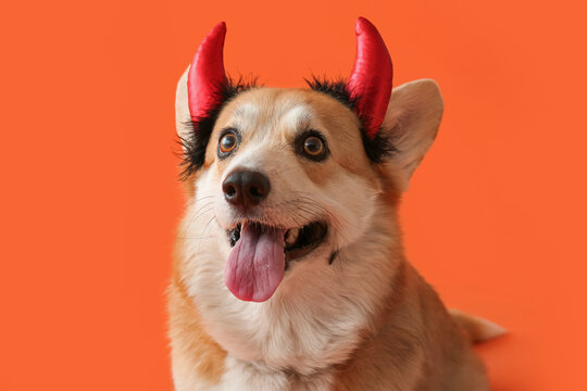 Cute Corgi dog in Halloween red devil horns headband on orange background