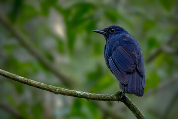 Fototapeta premium A detailed wildlife portrait of a dark blue bird perched calmly on a diagonal, textured tree branch