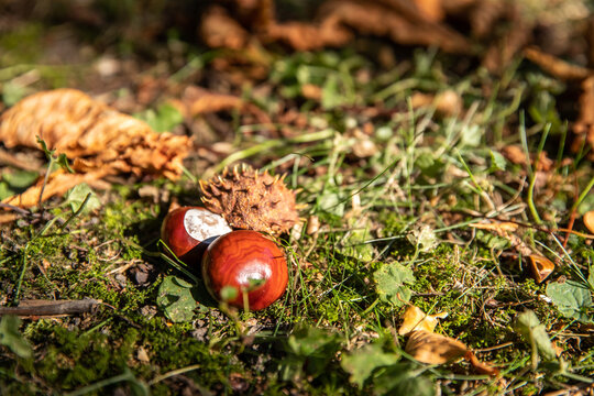Samen einer Kastanie im Herbst aufsammeln