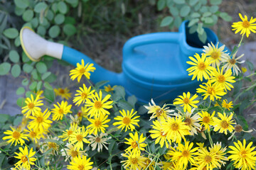 yellow watering can © Sunday