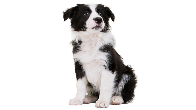 Isolated adorable border collie puppy looking up while sitting calmly in a professional studio