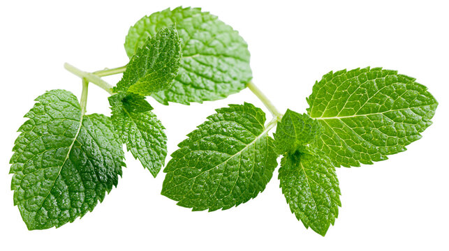Isolated vibrant green fresh mint leaves sprigs with refreshing water droplets on foliage