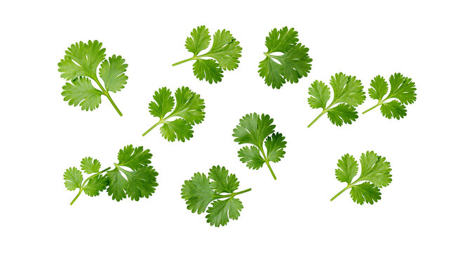 Isolated fresh green cilantro leaves scattered, aromatic cooking ingredient for healthy food