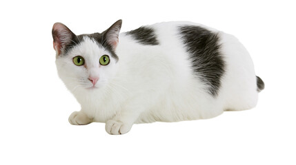 Isolated charming domestic cat with striking green eyes, beautiful feline pet portrait. © Aoife