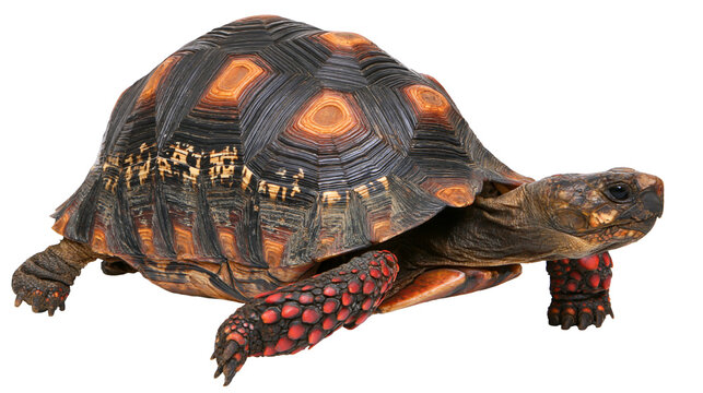 Isolated red-footed tortoise showcasing vibrant shell patterns and colorful legs, tropical reptile.
