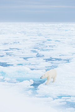 Polar bear on the pack ice in the Arctic