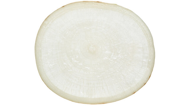 Isolated fresh raw white onion slice cross section, round vegetable cut for cooking