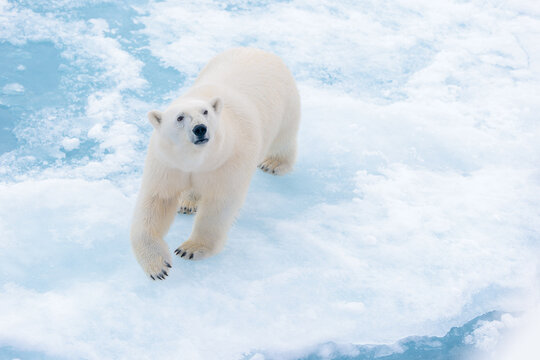 Polar bear on the pack ice in the Arctic
