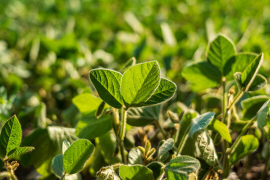 A small soybean plant is sprouting in a field under sunlight. Green leaves are fresh and developing, signaling growth