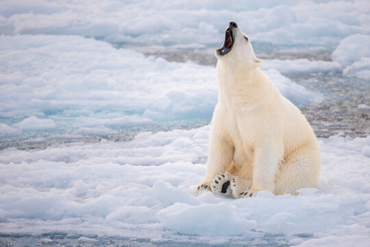 Polar bear on the pack ice in the Arctic