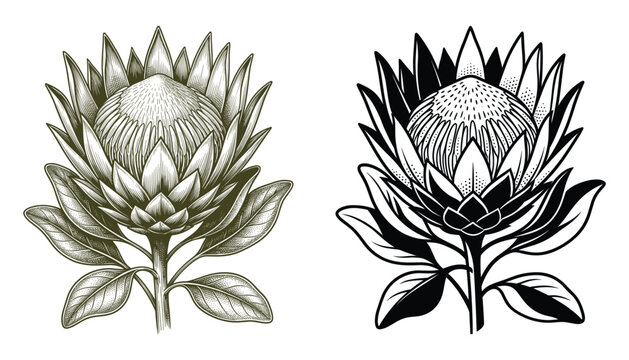 Protea flower vector illustration set with etched and bold line art variations.