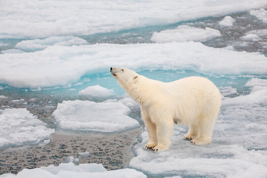 Polar bear on the pack ice in the Arctic