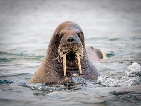 Walrus on ice in the arctic