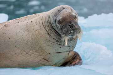 Walrus on ice in the arctic © Ruzdi