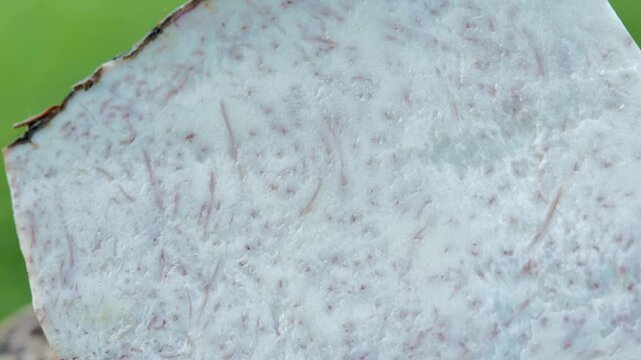 Close-up of fresh raw taro