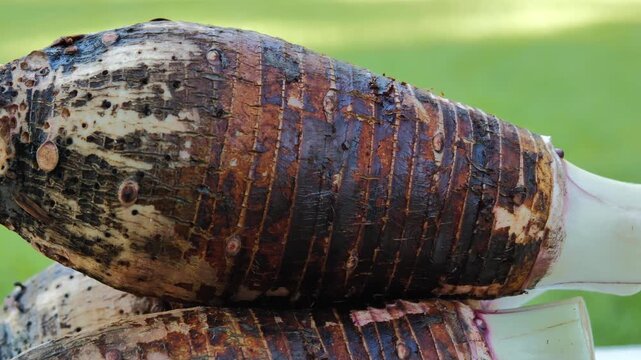 Raw taro in a basket