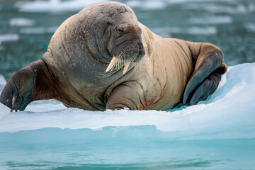 Walrus on ice in the arctic © Ruzdi