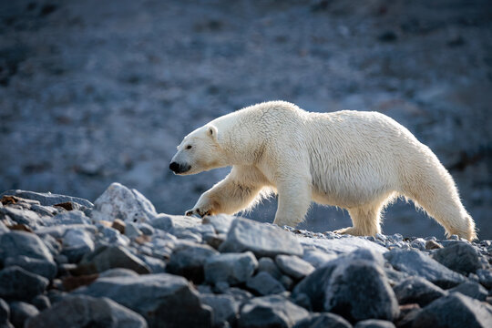 Polar bear on the pack ice in the Arctic
