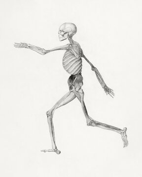 Vintage Anatomical Illustration of a Human Skeleton in Motion Running on White Background